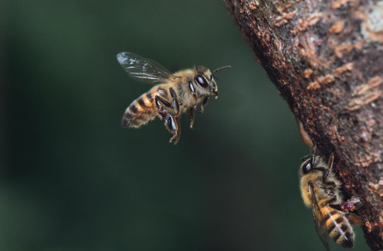 Kentucky Coroner: Bee Swarm Kills Man.