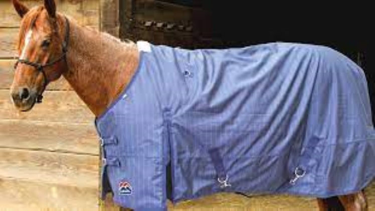 DISCOVER THE MOST POPULAR TYPES OF HORSE BLANKETS AND HOW TO CHOOSE THE RIGHT ONE